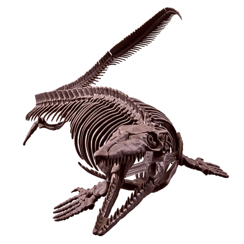 1/32 Imaginary Skeleton Mosasaurus